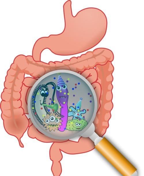 人体出现哪些信号时，应该注意肠道中微生物菌群的改善？