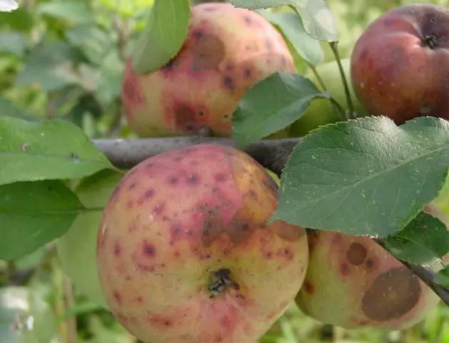 苹果缺钙，原来对苹果品质有这么大影响？切记这3个补救措施